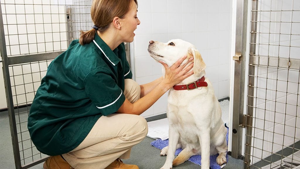 How Veterinary Administrative Assistants Handle Pets