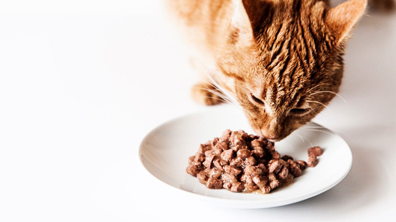 Wet cat food may still be best for cat health